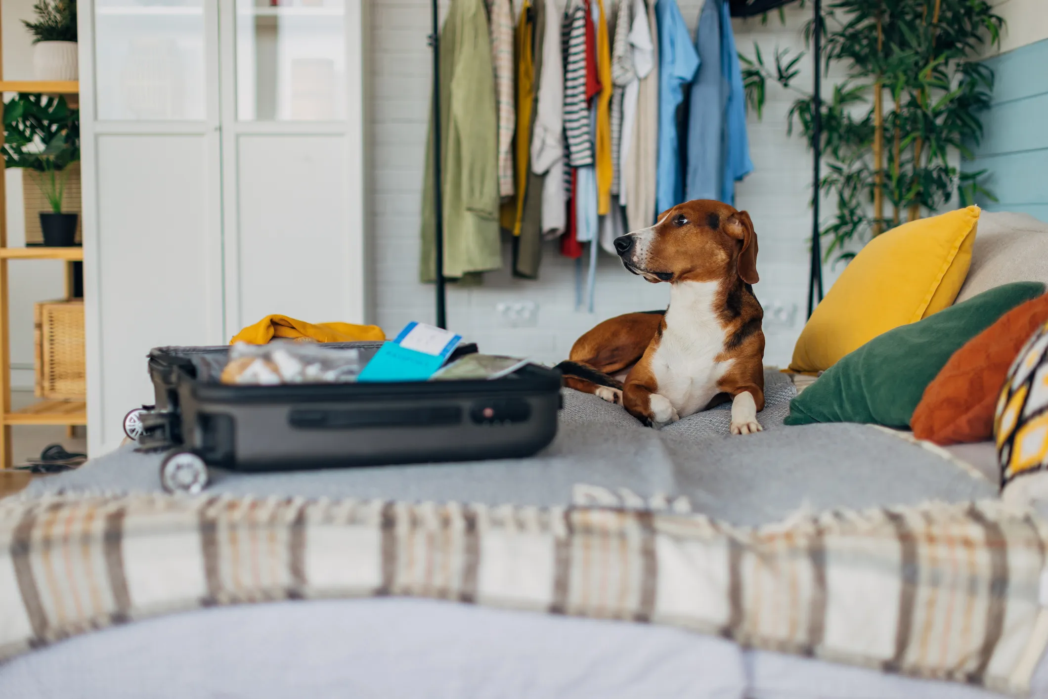 Dog lying on a bed next to a suitcase