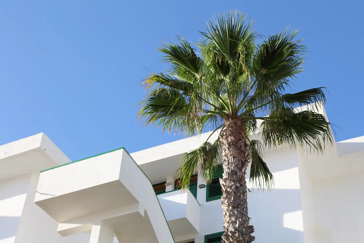 spanish holiday villa and palm tree